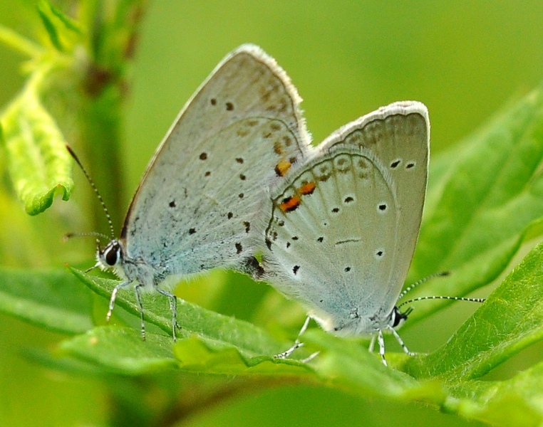 Lycaenidae da id.